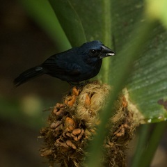 Cyanoloxia cyanoides