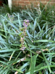 Liriope