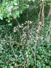 Heracleum sphondylium