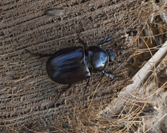 Strategus aenobarbus