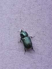 Sinodendron cylindricum