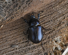 Strategus aenobarbus