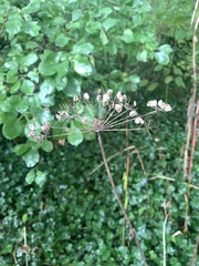 Heracleum sphondylium