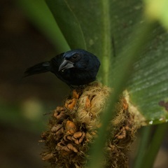 Cyanoloxia cyanoides