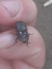 Sinodendron cylindricum