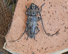 Elaphidion tomentosum