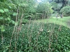 Heracleum sphondylium