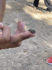 Pseudacris cadaverina