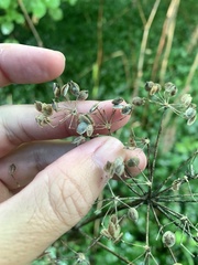 Heracleum sphondylium