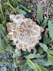 Butyriboletus abieticola