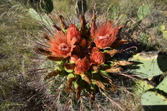 Ferocactus wislizeni