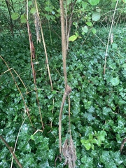 Heracleum sphondylium