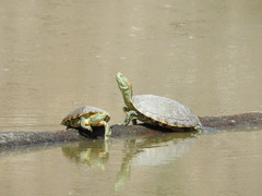 Trachemys hartwegi