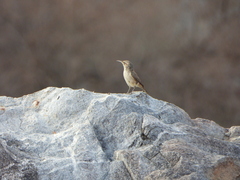 Salpinctes obsoletus