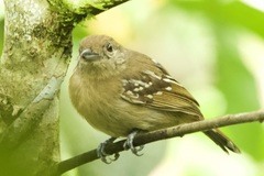 Thamnophilus atrinucha