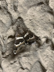 Grammodes stolida