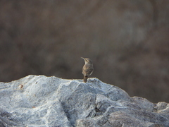 Salpinctes obsoletus