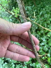 Heracleum sphondylium