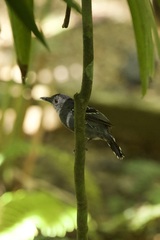 Thamnophilus atrinucha