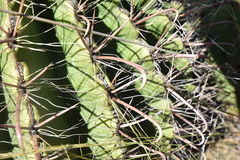 Ferocactus wislizeni