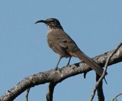 Toxostoma redivivum