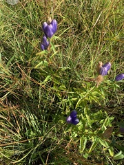 Gentiana