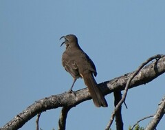 Toxostoma redivivum