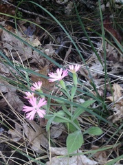 Silene hookeri