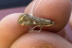 Loxostege sticticalis