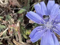 Halictidae