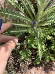 Veronica wormskjoldii