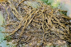 Gracilariopsis