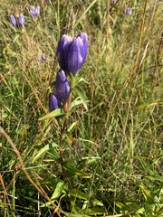 Gentiana