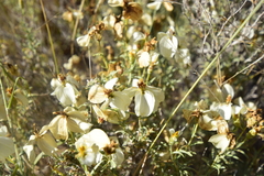 Zinnia acerosa