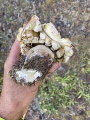 Butyriboletus abieticola
