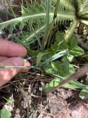 Veronica wormskjoldii