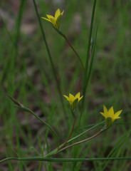 Romulea flava
