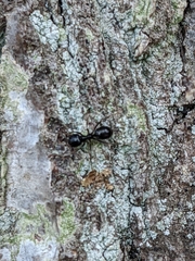 Lasius fuliginosus