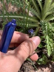 Veronica wormskjoldii