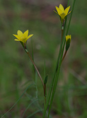 Romulea flava