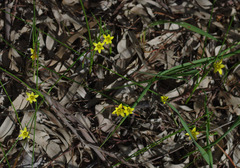 Romulea flava