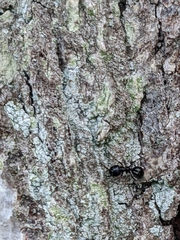 Lasius fuliginosus
