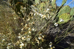 Zinnia acerosa