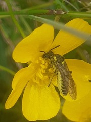 Tenthredo arcuata