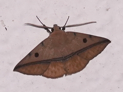 Ugia sundana
