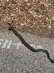 Crotalus oreganus helleri