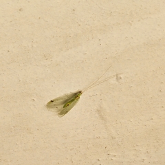 Leucochrysa insularis
