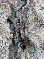 Lasius fuliginosus