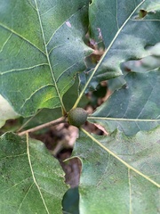 Amphibolips