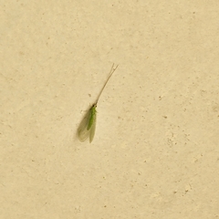 Leucochrysa insularis